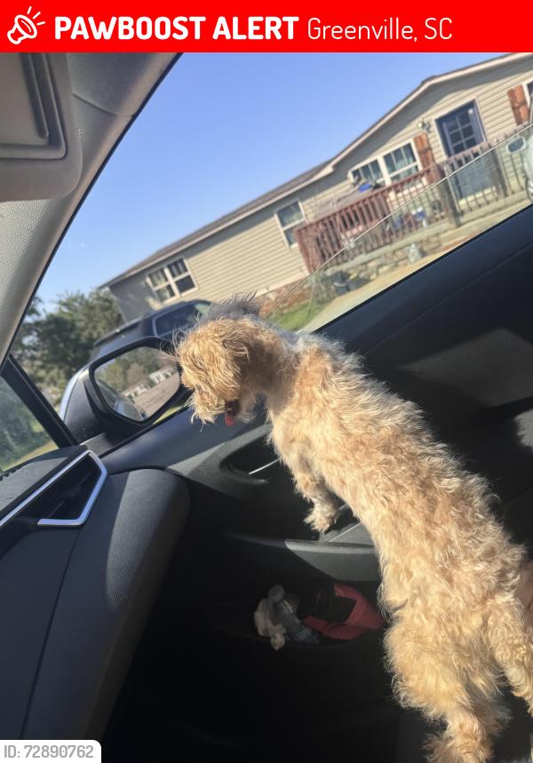 Lost Female Dog last seen Parkers, Greenville, SC 29611