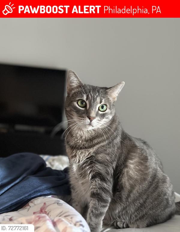 Lost Female Cat last seen Kensington Courts, Trenton & Lehigh, Philadelphia, PA 19125