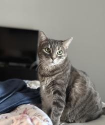 Lost Female Cat last seen Kensington Courts, Trenton & Lehigh, Philadelphia, PA 19125