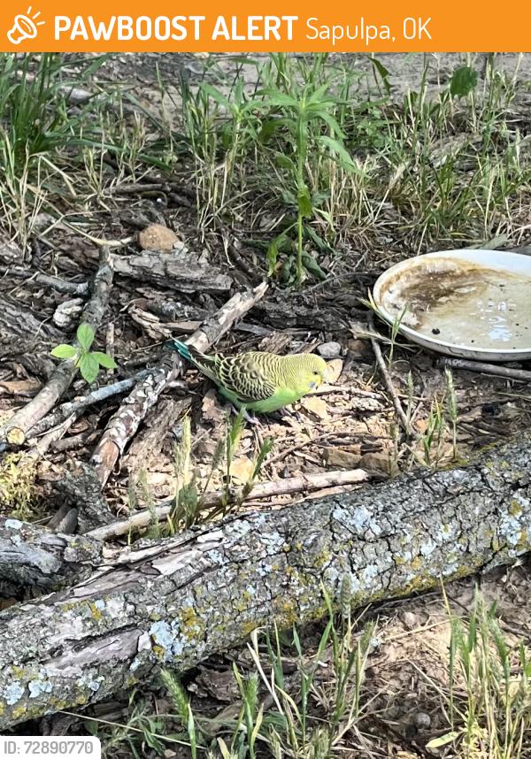Found/Stray Unknown Bird last seen pretty water school 81st st south, Sapulpa, OK 74066