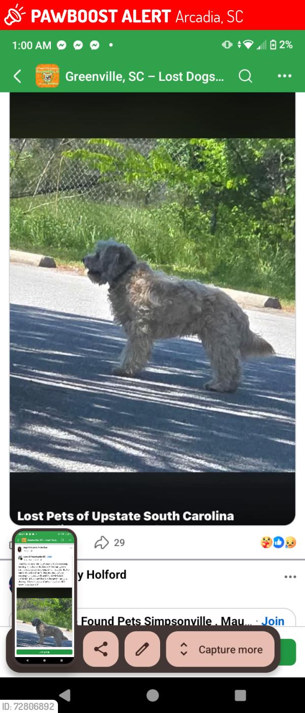 Lost Male Dog last seen Homles dog and hotspot and Bubba BBQ, Arcadia, SC 29301