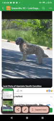 Lost Male Dog last seen Homles dog and hotspot and Bubba BBQ, Arcadia, SC 29301