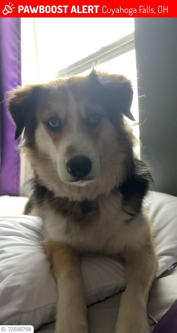 Lost Female Dog last seen GMC lambert, Cuyahoga Falls, OH 44221