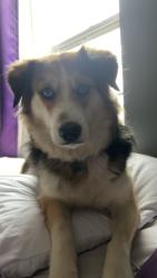 Lost Female Dog last seen GMC lambert , Cuyahoga Falls, OH 44221