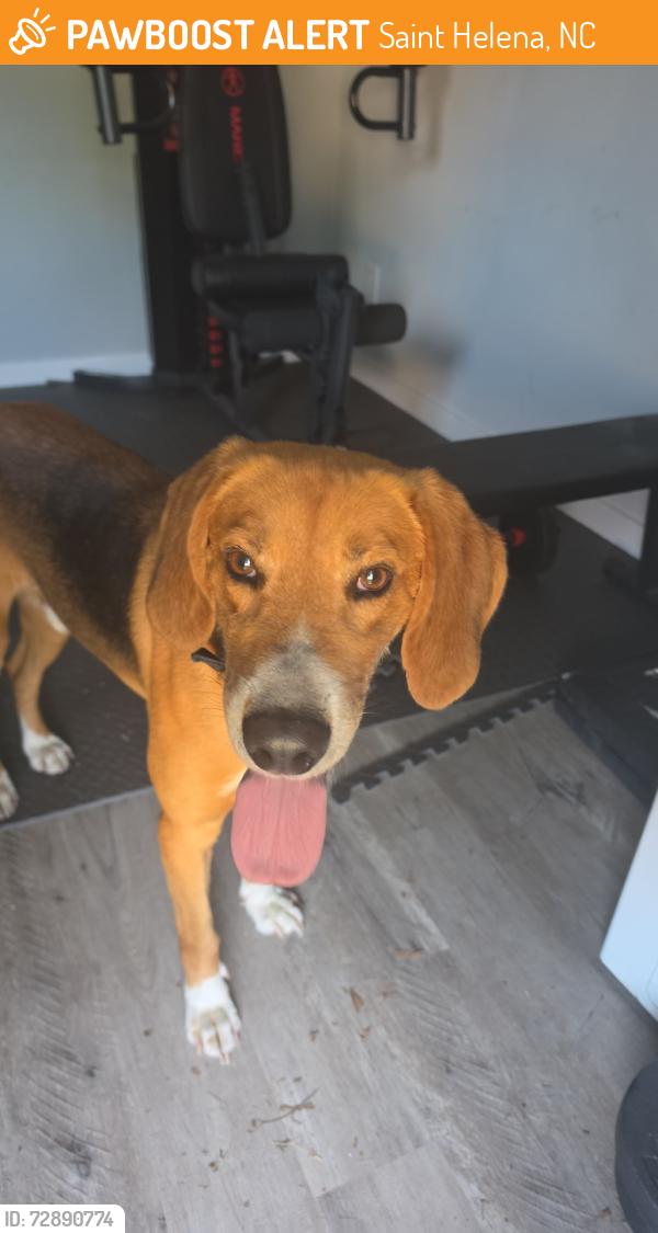 Found/Stray Male Dog last seen Near and North st, Saint Helena, NC 28425