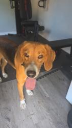 Found/Stray Male Dog last seen Near and North st, Saint Helena, NC 28425