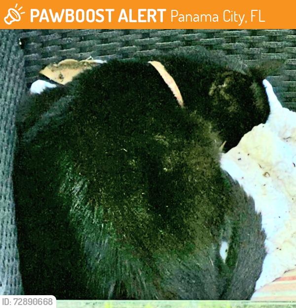 Found/Stray Unknown Cat last seen Near Corner Tire Store on Harrison Ave, Panama City, FL 32401