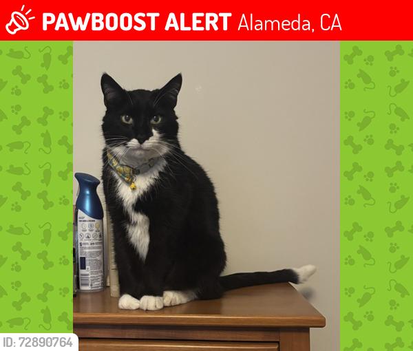 Lost Male Cat last seen Taylor and Santa Clara, Alameda, CA 94501