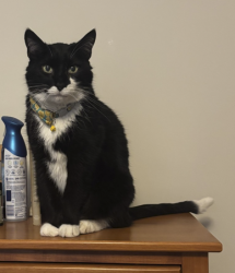 Lost Male Cat last seen Taylor and Santa Clara, Alameda, CA 94501