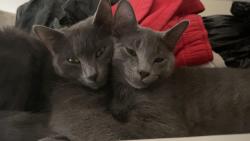 Lost Male Cat last seen Fleming, Pittsburgh, PA 15212