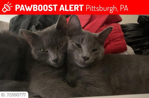 Lost Male Cat last seen Fleming, Pittsburgh, PA 15212