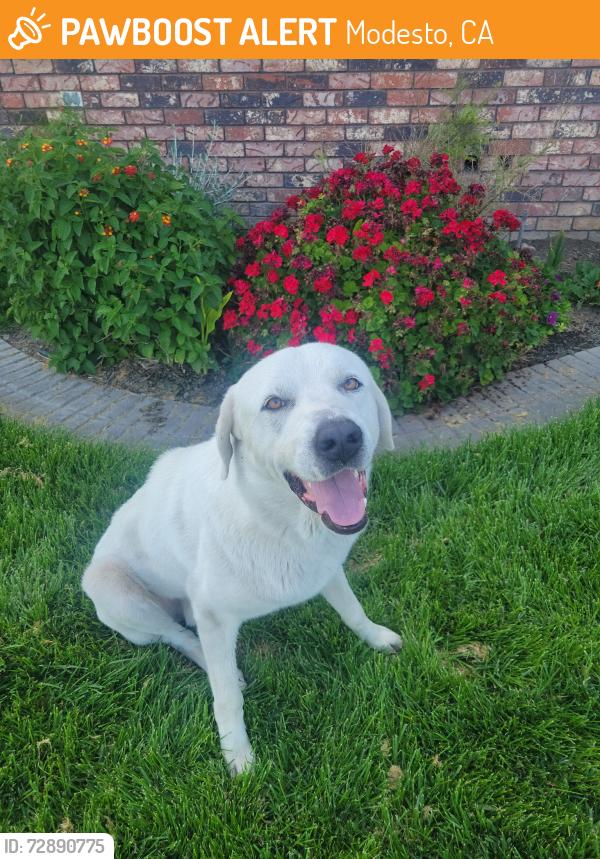 Found/Stray Male Dog last seen Carpenter Road, Modesto, CA 95354