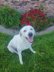 Found/Stray Male Dog last seen Carpenter Road, Modesto, CA 95354