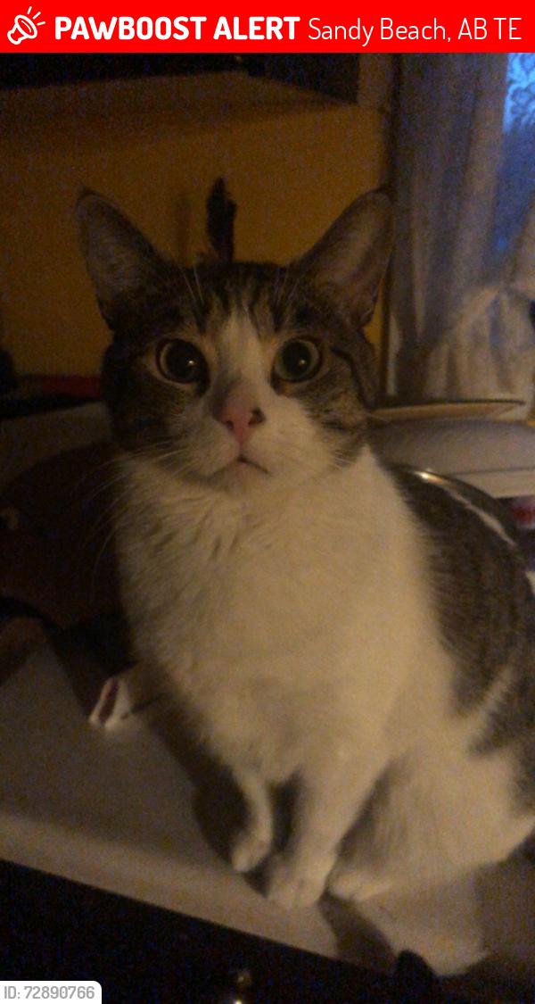 Lost Male Cat last seen Lakeshore drive, Sandy Beach, AB T0E