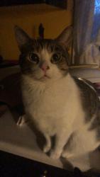 Lost Male Cat last seen Lakeshore drive, Sandy Beach, AB T0E
