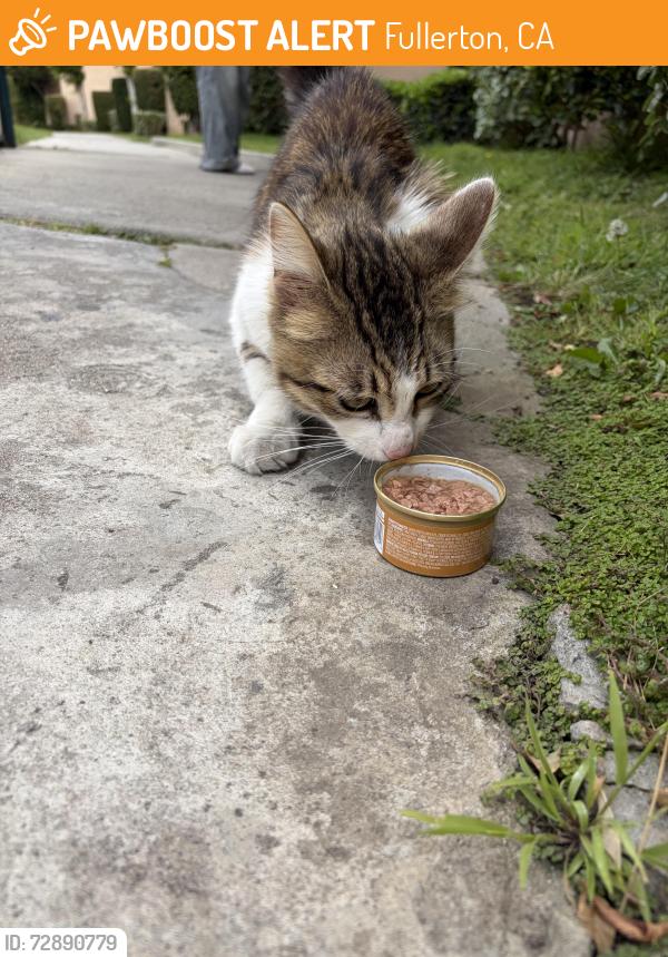 Found/Stray Male Cat last seen Bastanchury & Associated , Fullerton, CA 92835