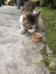Found/Stray Male Cat last seen Bastanchury & Associated , Fullerton, CA 92835
