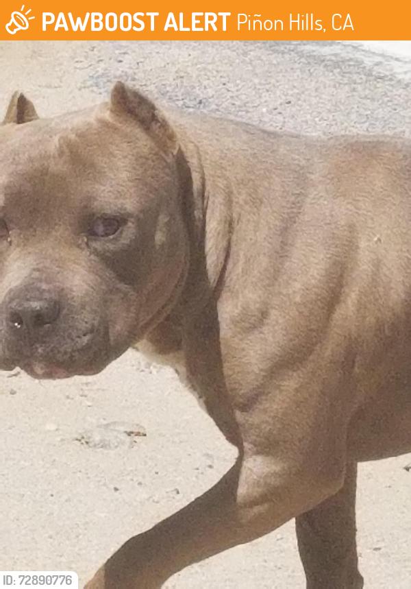 Found/Stray Male Dog last seen Duncan , Piñon Hills, CA 92372