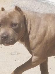 Found/Stray Male Dog last seen Duncan , Piñon Hills, CA 92372