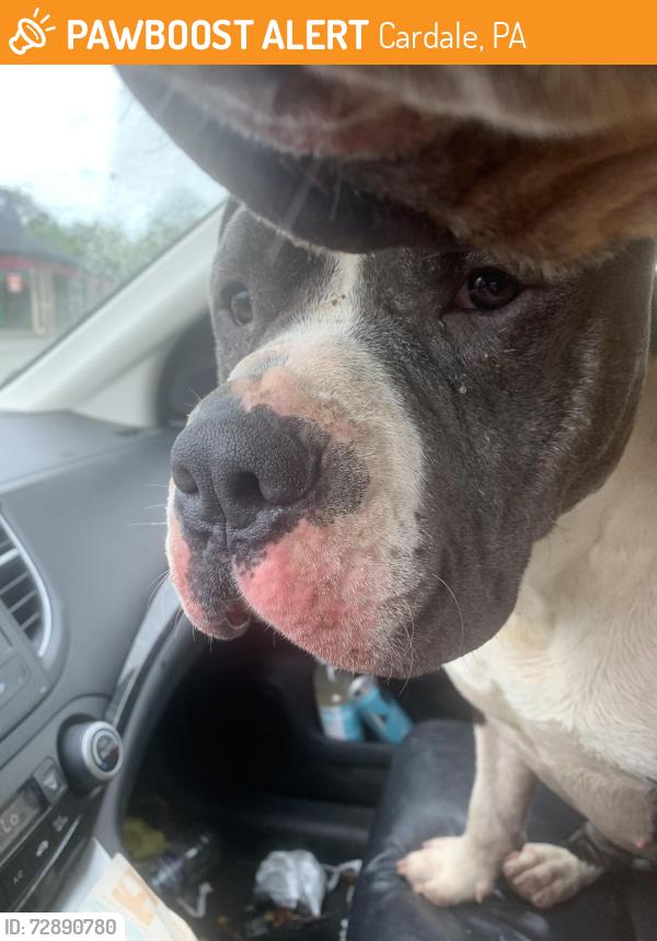 Found/Stray Male Dog last seen Near / Dudas Farm turn off , Cardale, PA 15420