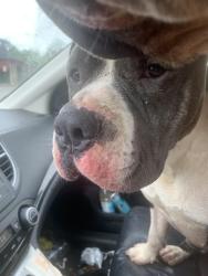 Found/Stray Male Dog last seen Near / Dudas Farm turn off , Cardale, PA 15420
