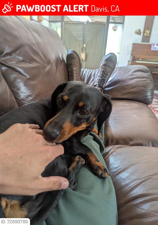 Lost Female Dog last seen sycamore and Anderson, Davis, CA 95616