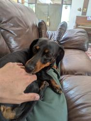 Lost Female Dog last seen sycamore and Anderson, Davis, CA 95616