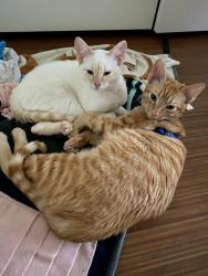 Reunited Male Cat last seen Near Addison Dr. Highland Village TX, Highland Village, TX 75077