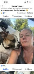 Lost Male Dog last seen chaires cross roads and road to the lake, Tallahassee, FL 32317