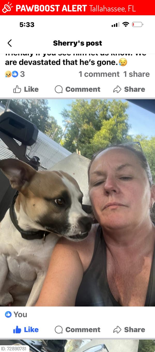 Lost Male Dog last seen chaires cross roads and road to the lake, Tallahassee, FL 32317
