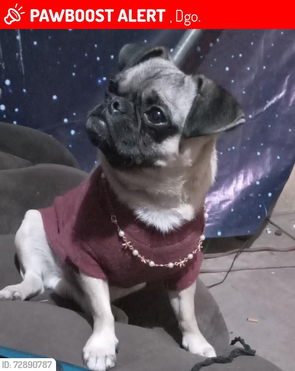 Lost Male Dog last seen Santa clara av.durango #2460 mexicali b.c, , Dgo. 