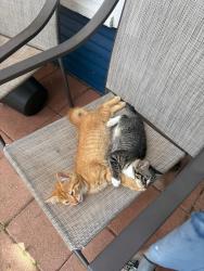 Lost Male Cat last seen W WARDVILLE st Cleburne TX , Cleburne, TX 76033