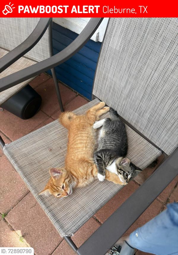 Lost Male Cat last seen W WARDVILLE st Cleburne TX , Cleburne, TX 76033
