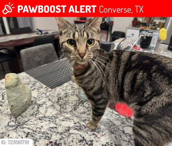 Lost Female Cat last seen walzem and 1518, Converse, TX 78109