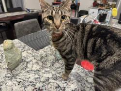 Lost Female Cat last seen walzem and 1518, Converse, TX 78109