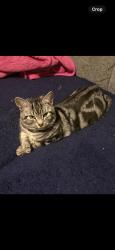 Lost Male Cat last seen Green wrythe lane , Greater London, England SM5 2RB