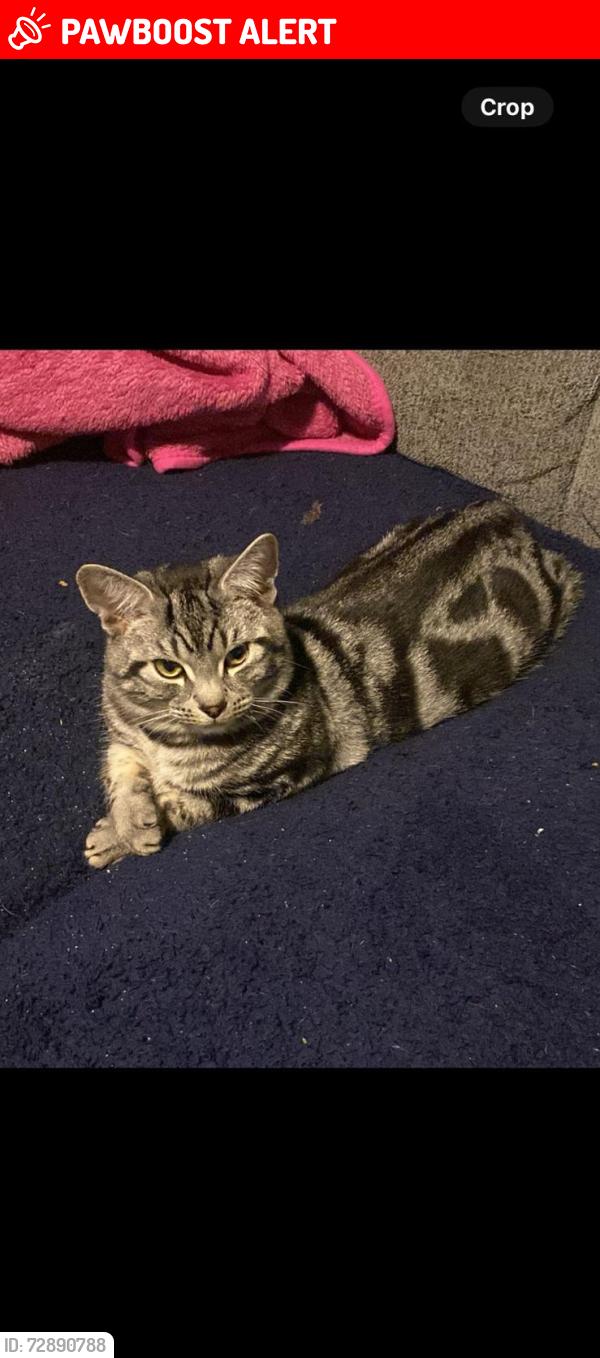 Lost Male Cat last seen Green wrythe lane , Greater London, England SM5 2RB