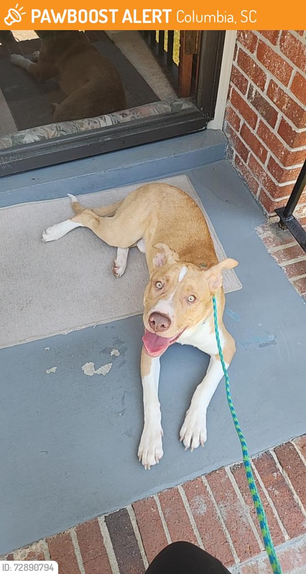 Found/Stray Male Dog last seen Mandel Dr, Donavan Dr, Columbia, SC 29210