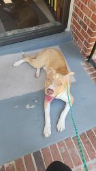 Found/Stray Male Dog last seen Mandel Dr, Donavan Dr, Columbia, SC 29210