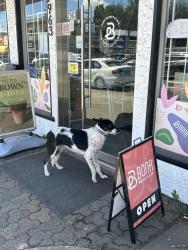 Found/Stray Unknown Dog last seen Cartier and W64th Ave, Vancouver, BC V6P 4T5