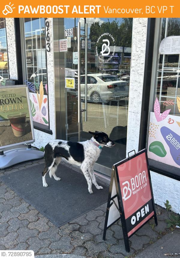 Found/Stray Unknown Dog last seen Cartier and W64th Ave, Vancouver, BC V6P 4T5