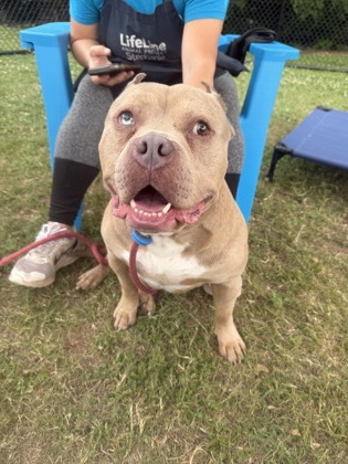 Shelter Stray Male Dog last seen Near Peachtree Industrial Blvd, Atlanta 60360, 30360, GA, Atlanta, GA 30341