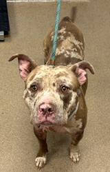 Shelter Stray Female Dog last seen Legendary St, Stone Mountain, GA 30083, 30083, GA, Atlanta, GA 30341