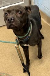 Shelter Stray Male Dog last seen Bouldercrest Rd and Constitution Rd Atlanta, 30316, 30316, GA, Atlanta, GA 30341