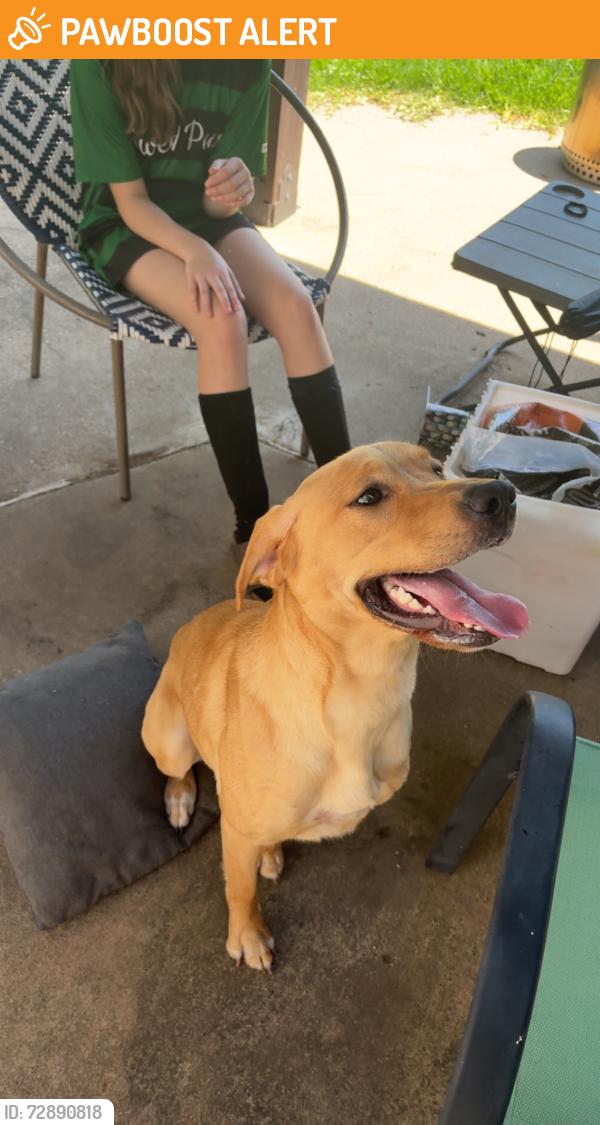 Found/Stray Female Dog last seen Near Coventry ct, North Richland Hills, TX 76182