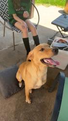 Found/Stray Female Dog last seen Near Coventry ct, North Richland Hills, TX 76182