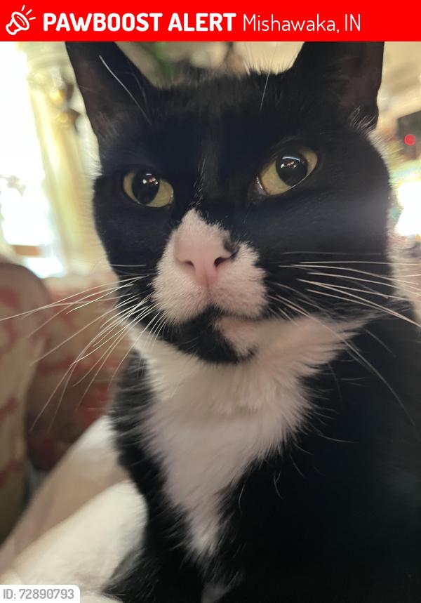 Lost Female Cat last seen South bend or Mishawaka In. Ironwood and Douglas rd, Mishawaka, IN 46545