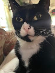 Lost Female Cat last seen South bend or Mishawaka In. Ironwood and Douglas rd, Mishawaka, IN 46545