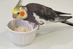 Lost Unknown Bird last seen Near Cuttermill Road, Great Neck, New York 11021, Great Neck, NY 11021