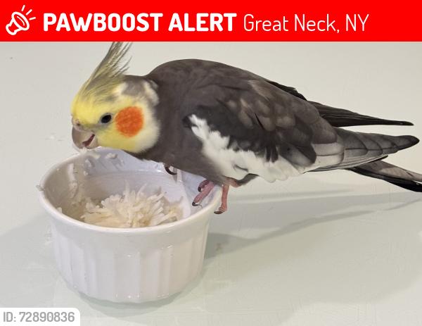 Lost Unknown Bird last seen Near Cuttermill Road, Great Neck, New York 11021, Great Neck, NY 11021